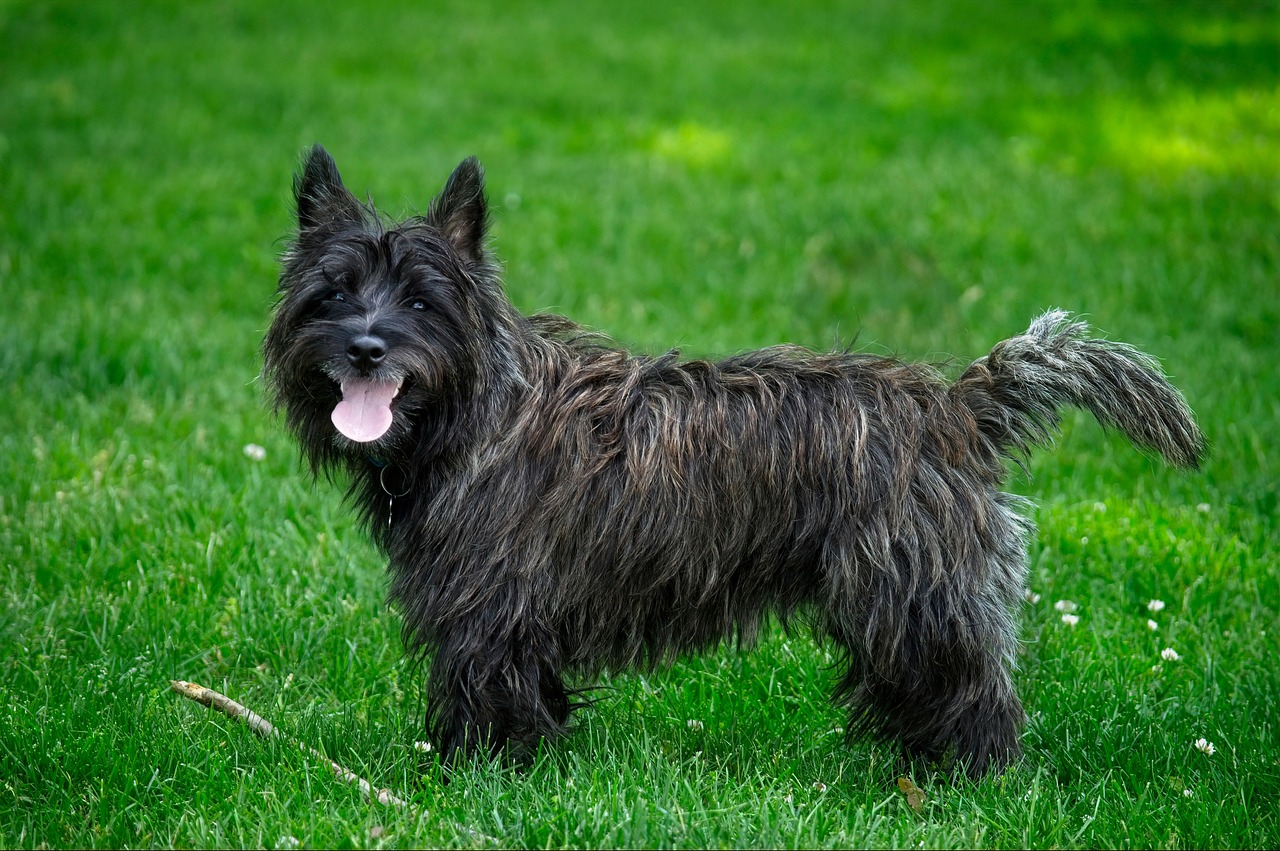 Black Cairn Terrier