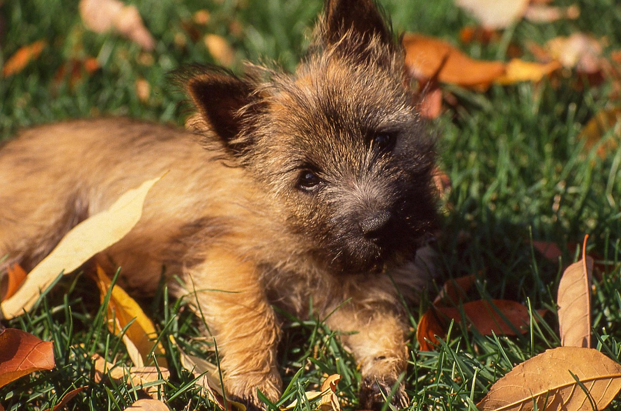 Cairn Terrier pup