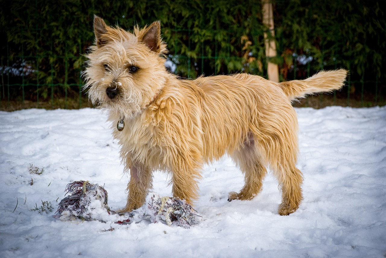Red Wheaten Cairn Terrier