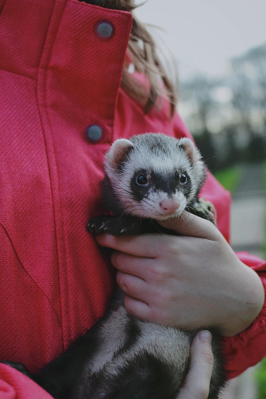 Ferret